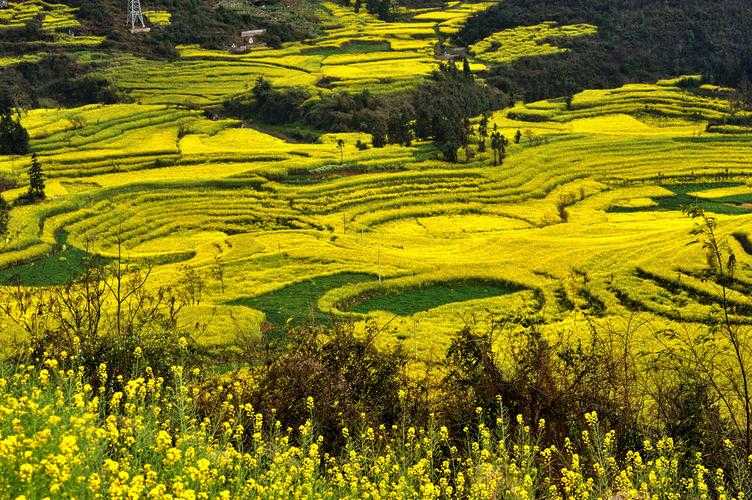 罗平旅游景点大全油菜花_罗平油菜花自驾游攻略